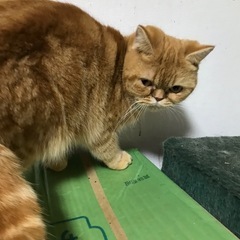 女の子　エキゾチックショートヘア　2歳位