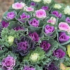 無人販売　花苗　お正月　葉牡丹　ハボタン　花　ガーデニング