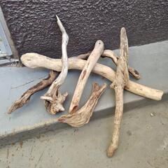 🛑天然流木