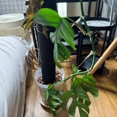 ヒメモンステラ　鉢植え