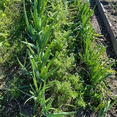 🌱自然栽培　赤玉農園　参加無料です。 - その他
