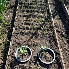 🌱自然栽培　赤玉農園　参加無料です。 − 愛媛県