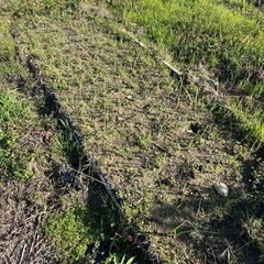 🌱自然栽培　赤玉農園　参加無料です。