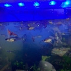 グッピーと水槽等一式お譲りします。