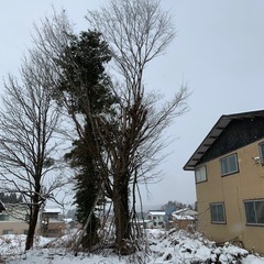 木！薪！木材！丸太！原木！薪ストーブに！欅と他計3本の画像