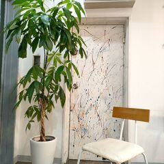 パキラ 観葉植物 白い陶器鉢 約185cm