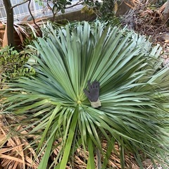 クバの葉