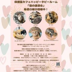 1月26日　動物病院の保護猫譲渡会のお知らせ