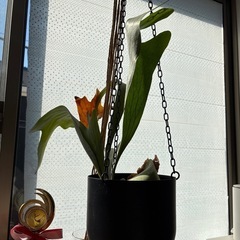ビカクシダ　かけ鉢