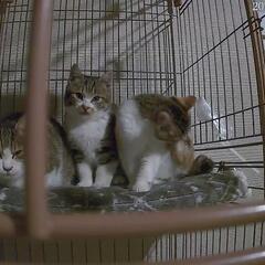 生後2ヶ月の子猫