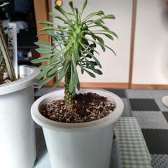 値下げ！ユーホルビア　株分け品の画像