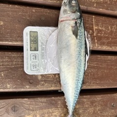鮮魚の画像