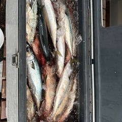 鮮魚の画像