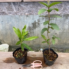 植物