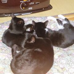 子猫の里親募集
