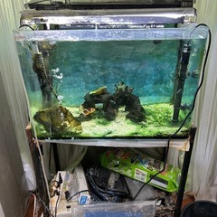 海水魚