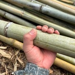 竹　門松　工作　物干し　園芸　支柱　レクリエーションの画像