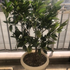 果樹苗　柑橘　せとか　大苗