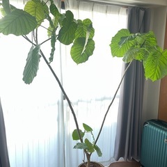 観葉植物　大型175cm　ウンベラータ 