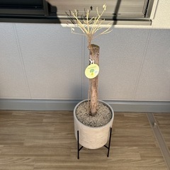 【お譲り先決まりました】鉢植え　プランター　ガーデニング