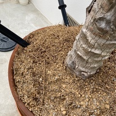 ヤシの木　フェニックス　約2M 植物の画像