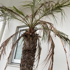 ヤシの木　フェニックス　約2M 植物の画像