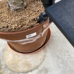 ヤシの木　フェニックス　約2M 植物の画像