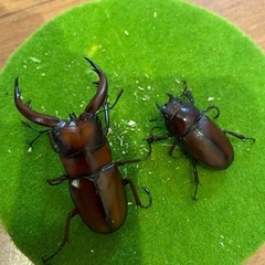 トラカノコギリクワガタ　小さめ　ペア　中之島の画像