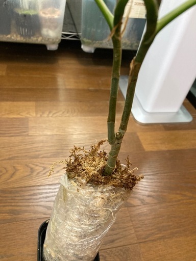 アグラオネマ　ピクタム　ワイルド