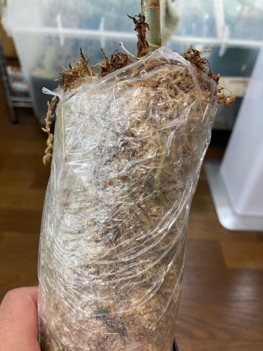 アグラオネマ　ピクタム　ワイルド