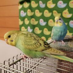 11月8日生まれセキセイインコの雛