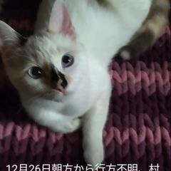 迷い猫