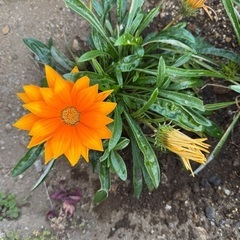 ガザニア(花)