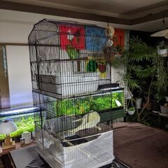 オカメインコ、コザクラインコ