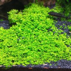 水草３種40本くらい＋αの画像
