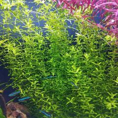 水草３種40本くらい＋αの画像