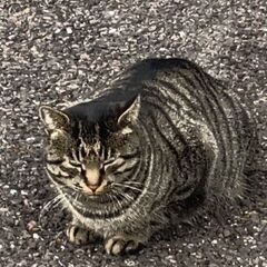 迷い猫