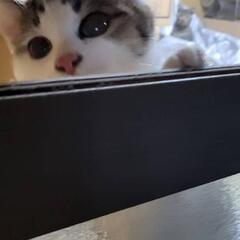 温かなご家族の元へ行けました♡多頭地域猫からの保護です🙇4ヶ月の男の子