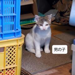 温かなご家族の元へ行けました♡多頭地域猫からの保護🙇性別勘違いさ...
