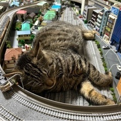 穏やかで優しい甘えん坊のだいちゃん😽❣️ - 里親募集