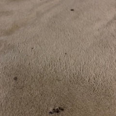 ホットカーペットの画像