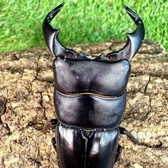 インドネシア便　入荷！　オウゴンオニ　オオヒラタの画像