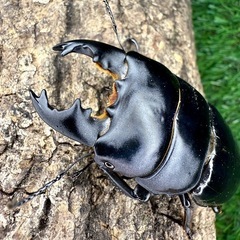 インドネシア便　入荷！　オウゴンオニ　オオヒラタの画像