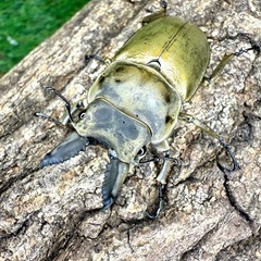 インドネシア便　入荷！　オウゴンオニ　オオヒラタの画像