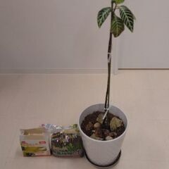 観葉植物(本物)
