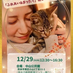 💛『ふれあい&まったり』🩷保護猫譲渡会🐾🐈‍⬛