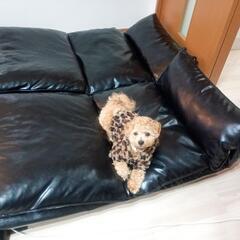 レザー調、リクライニングローソファの画像