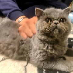 甘えん坊なエキゾチックの子猫さんです