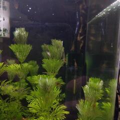 ミナミヌマエビ14