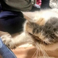 人が大好きなエキゾチックショートヘアちゃんです - 猫